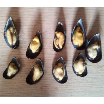 natural flavor hot sale frozen half shell mussels